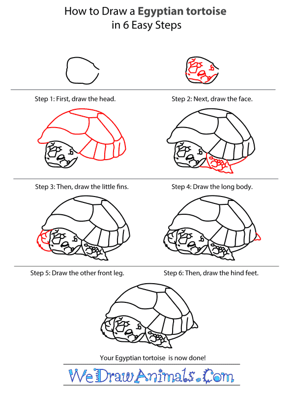 How to Draw an Egyptian Tortoise - Step-by-Step Tutorial