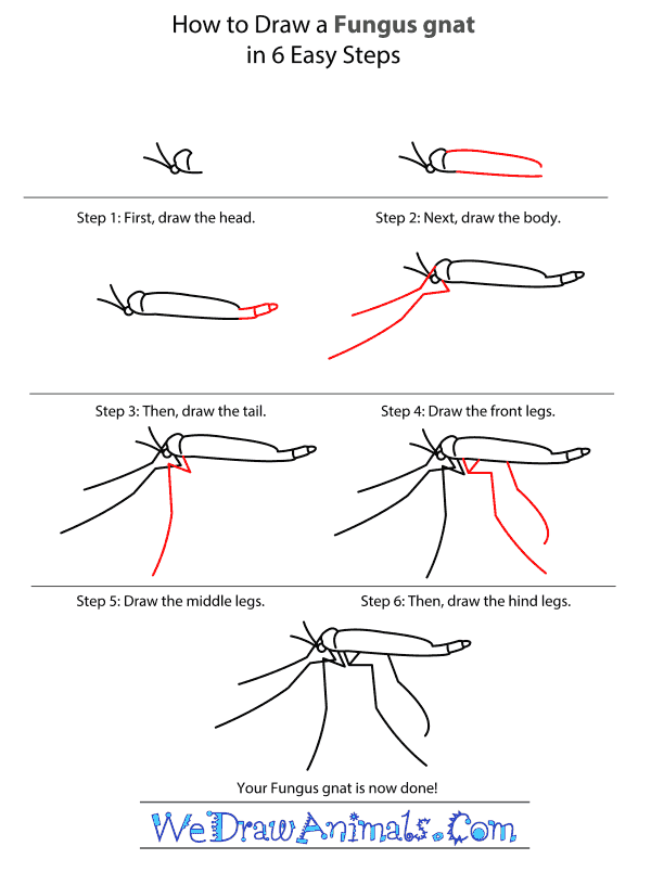 How to Draw a Fungus Gnat - Step-by-Step Tutorial