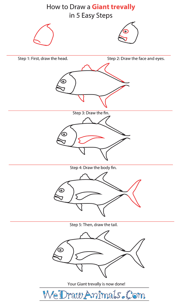 How to Draw a Giant Trevally - Step-by-Step Tutorial