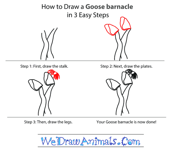 How to Draw a Goose Barnacle - Step-by-Step Tutorial
