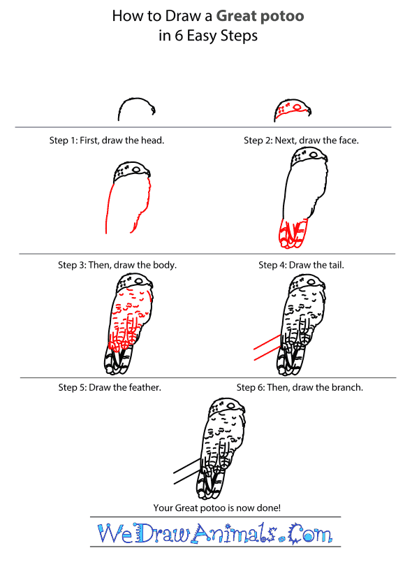 How to Draw a Great Potoo - Step-by-Step Tutorial