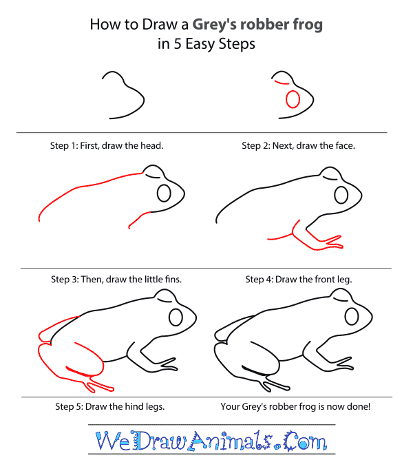 How to Draw a Grey's Robber Frog - Step-by-Step Tutorial