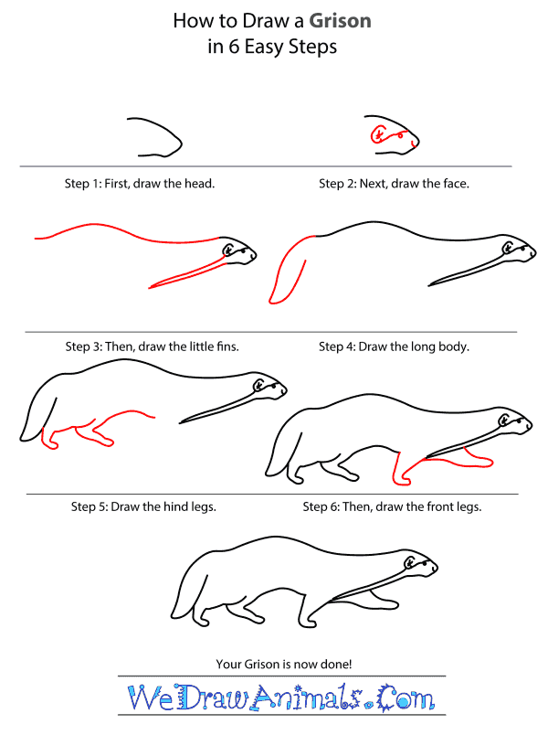 How to Draw a Grison - Step-by-Step Tutorial