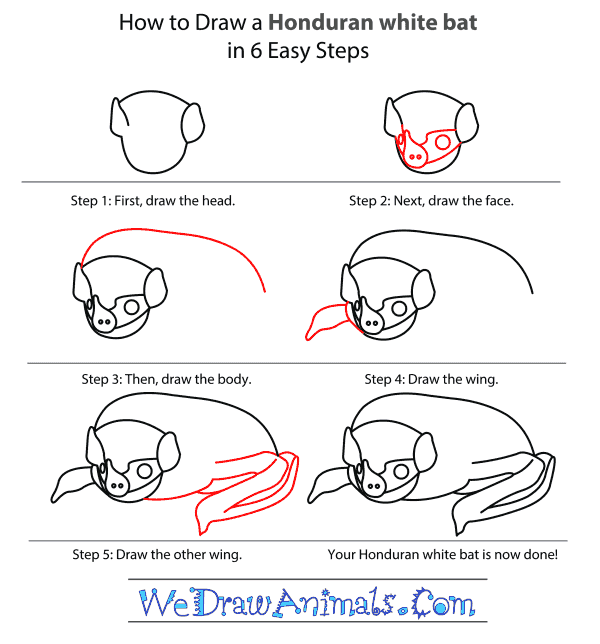 How to Draw a Honduran White Bat - Step-by-Step Tutorial
