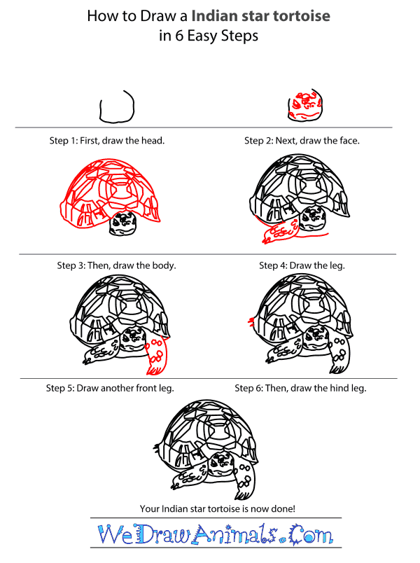 How to Draw an Indian Star Tortoise - Step-by-Step Tutorial