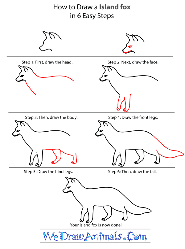How to Draw an Island Fox - Step-by-Step Tutorial