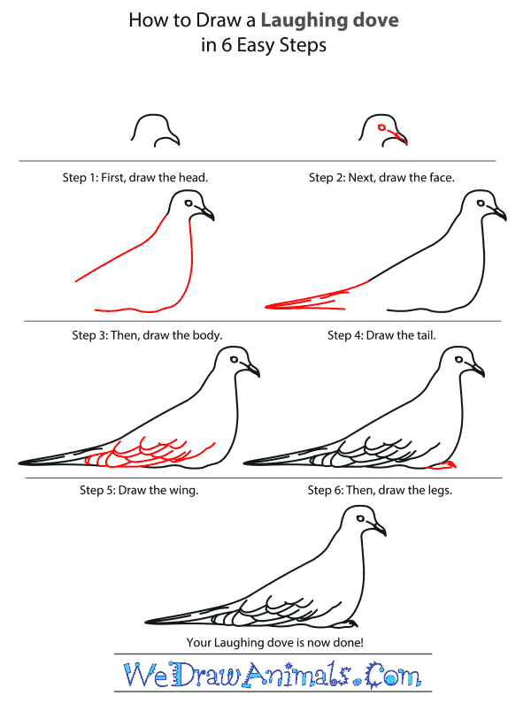 How to Draw a Laughing Dove - Step-by-Step Tutorial