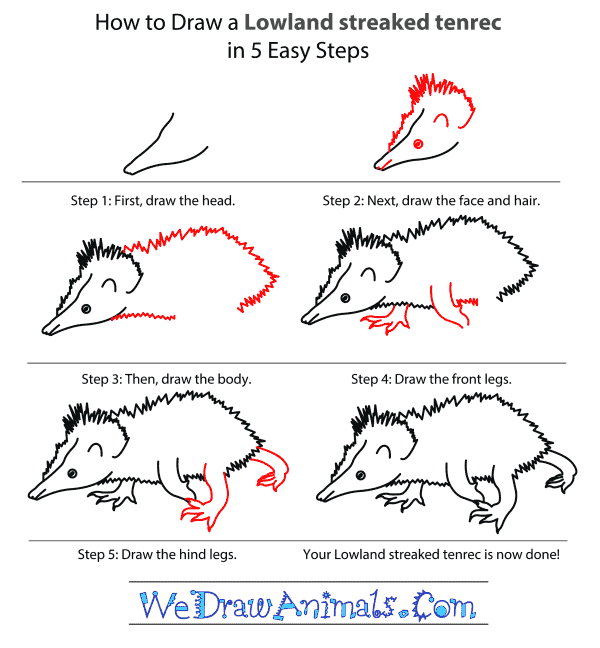 How to Draw a Lowland Streaked Tenrec - Step-by-Step Tutorial