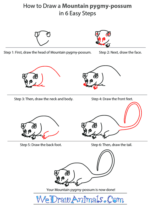 How to Draw a Mountain Pygmy-Possum - Step-by-Step Tutorial