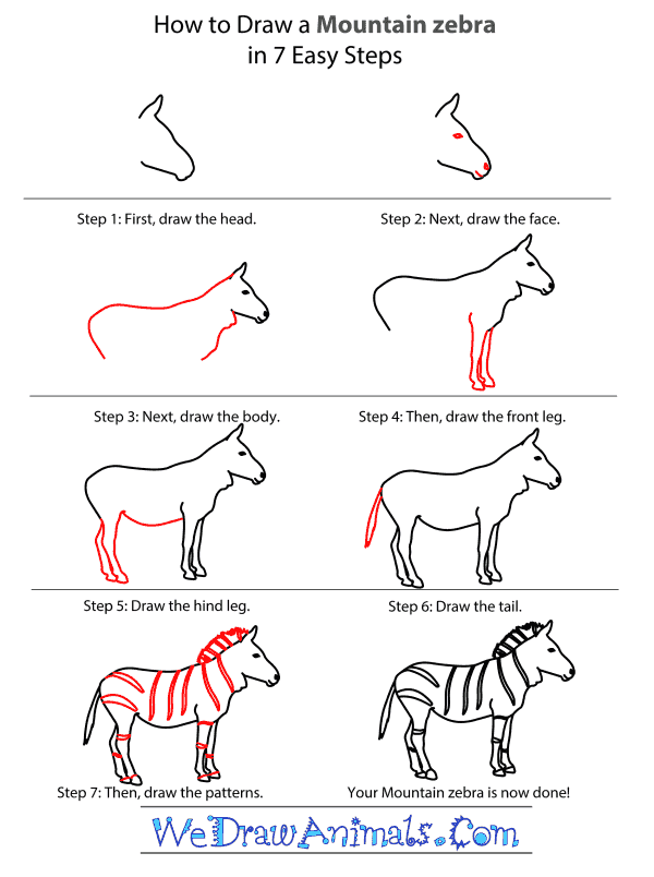 How to Draw a Mountain Zebra - Step-by-Step Tutorial