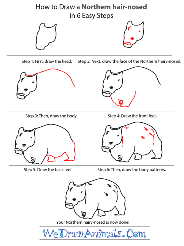 How to Draw a Northern Hairy-Nosed Wombat - Step-by-Step Tutorial