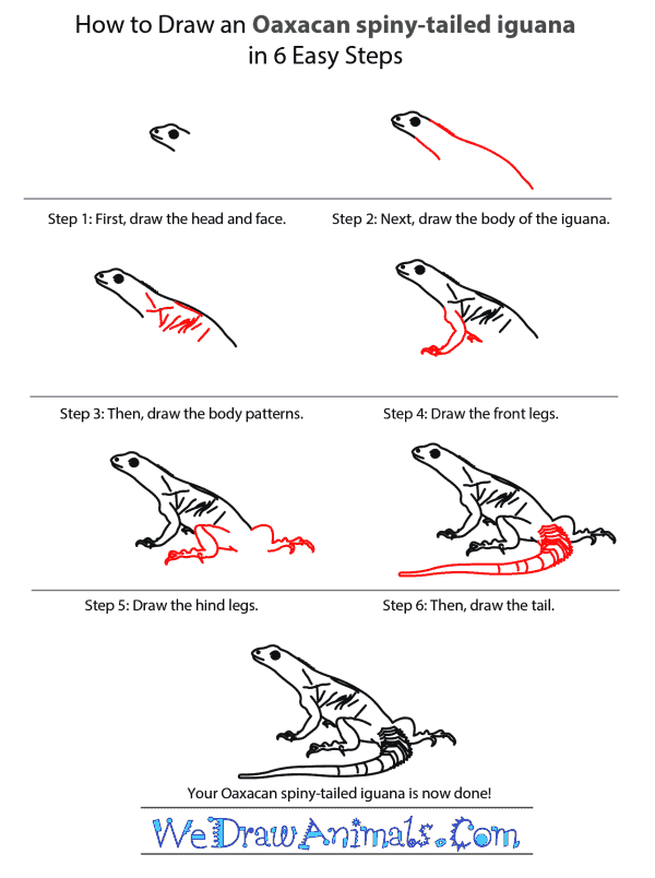How to Draw an Oaxacan Spiny-Tailed Iguana - Step-by-Step Tutorial