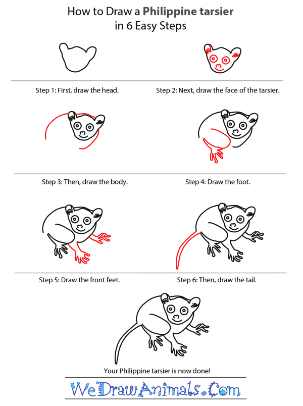 How to Draw a Philippine Tarsier - Step-by-Step Tutorial