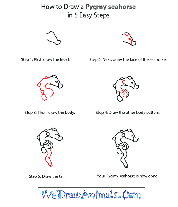 How to Draw a Pygmy Seahorse - Step-by-Step Tutorial