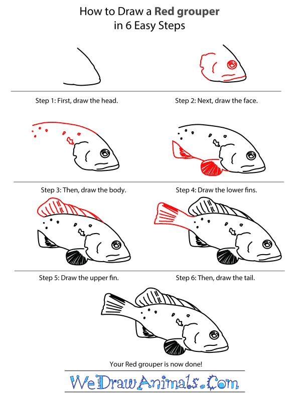 How to Draw a Red Grouper - Step-by-Step Tutorial