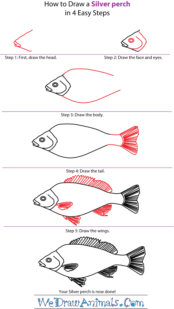 How to Draw a Silver Perch - Step-by-Step Tutorial