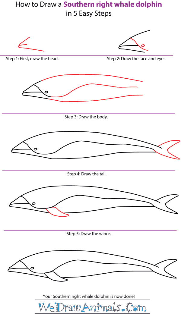 How to Draw a Southern Right Whale Dolphin - Step-by-Step Tutorial