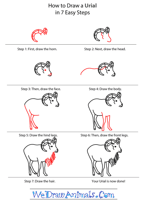 How to Draw an Urial - Step-by-Step Tutorial