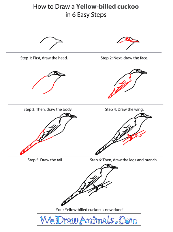 How to Draw a Yellow-Billed Cuckoo - Step-by-Step Tutorial