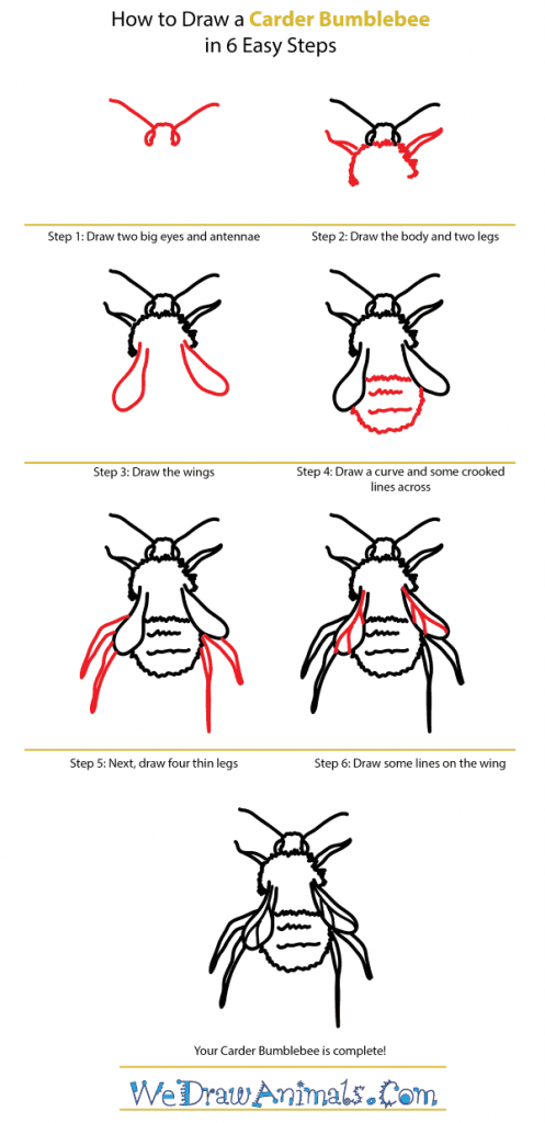 How to Draw a Carder Bumblebee