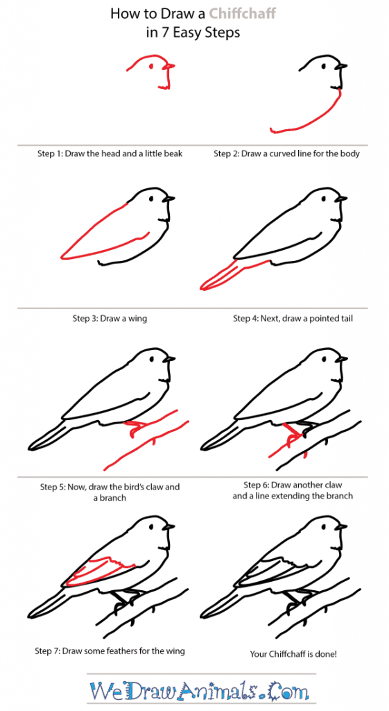 How to Draw a Chiffchaff