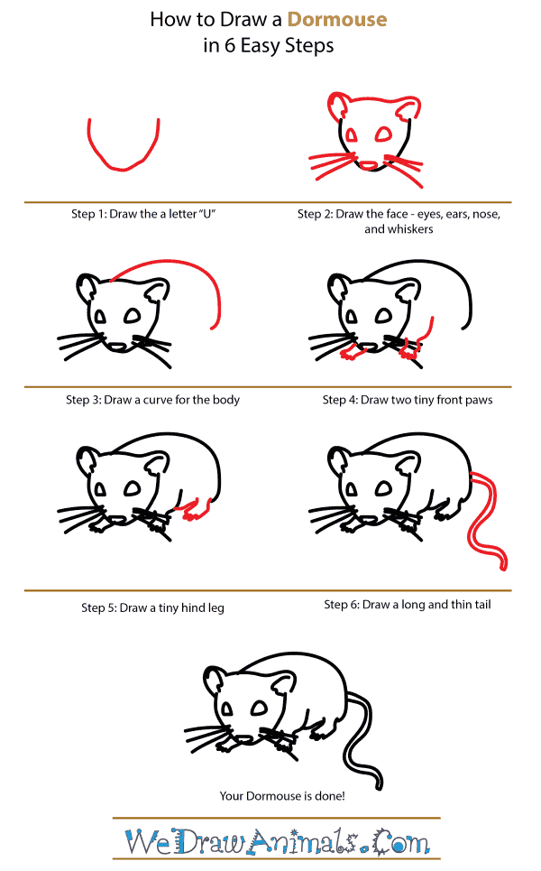 How to Draw a Dormouse - Step-by-Step Tutorial