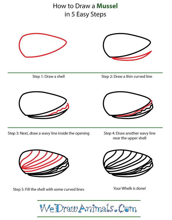 How to Draw a Mussel - Step-by-Step Tutorial