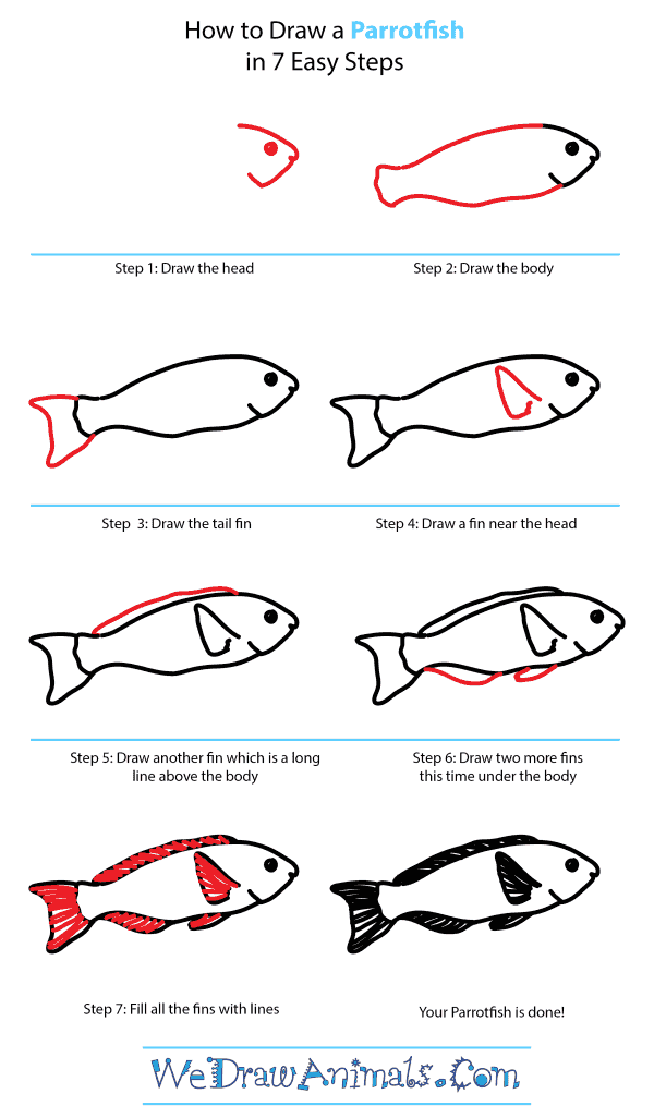 How to Draw a Parrotfish - Step-by-Step Tutorial