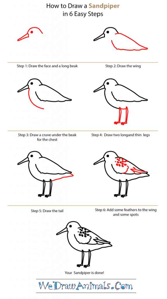 How to Draw a Sandpiper