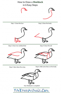 How to Draw a Shelduck