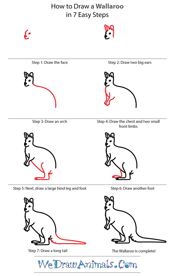 How to Draw a Wallaroo - Step-by-Step Tutorial