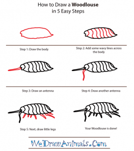 How to Draw a Woodlouse