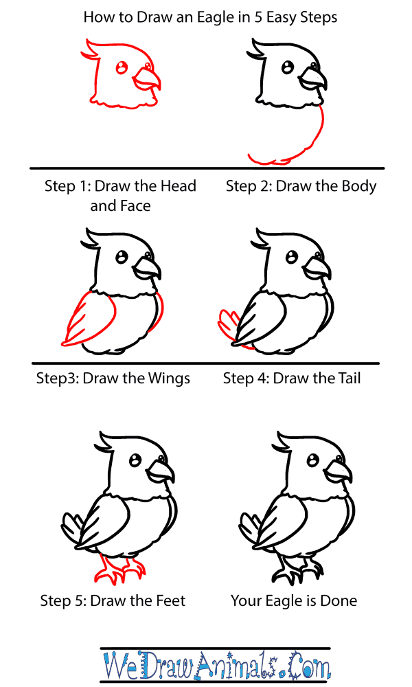 How to Draw a Baby Eagle - Step-by-Step Tutorial