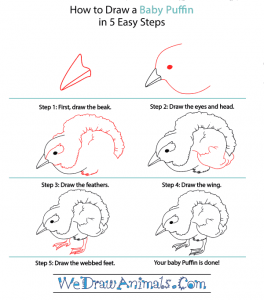 How to Draw a Baby Puffin