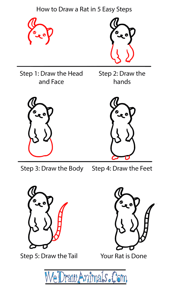 How to Draw a Baby Rat