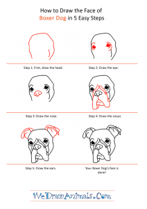 How to Draw a Boxer Dog Face