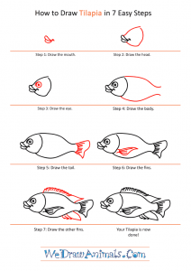 How to Draw a Cartoon Tilapia