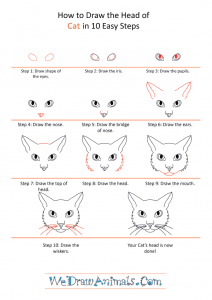 How to Draw a Cat Face