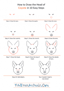 How to Draw a Coyote Face
