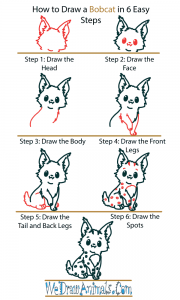How to Draw a Cute Bobcat