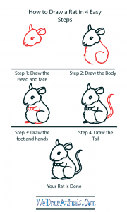 How to Draw a Cute Rat