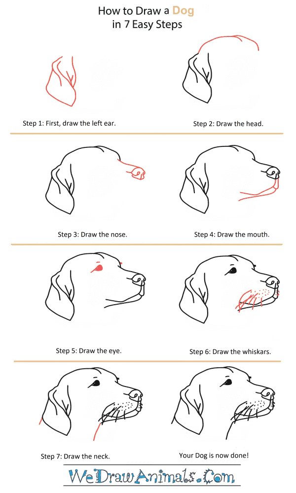 How to Draw a Dog Head - Step-by-Step Tutorial