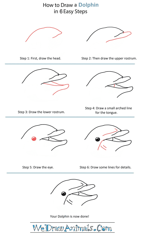 How to Draw a Dolphin Head - Step-by-Step Tutorial