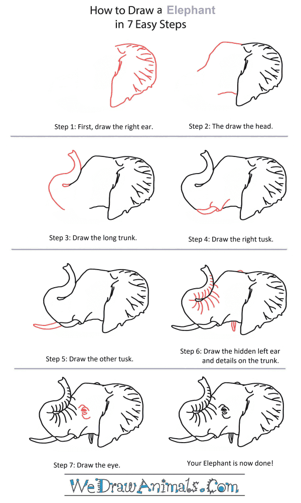 How to Draw an Elephant Head - Step-by-Step Tutorial