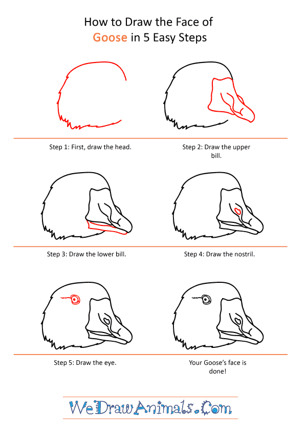 How to Draw a Goose Face - Step-by-Step Tutorial
