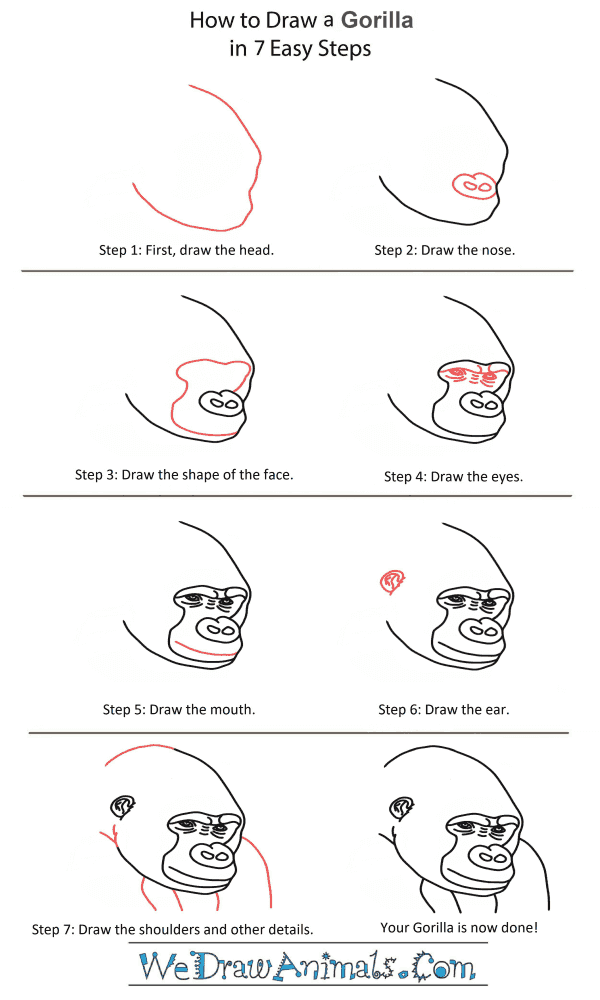 How to Draw a Gorilla Head - Step-by-Step Tutorial