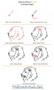 How to Draw a Lion Head