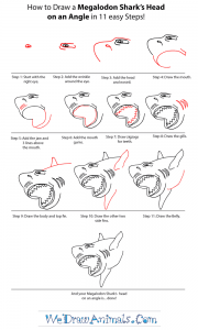 How to Draw a Megalodon Shark Head