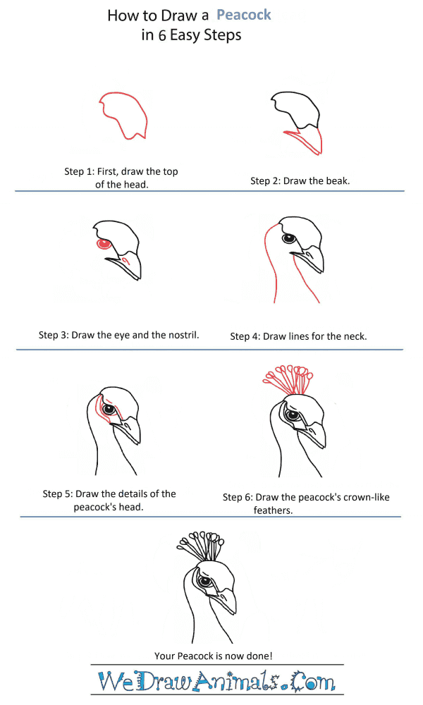 How to Draw a Peacock Head - Step-by-Step Tutorial