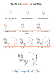 How to Draw a Realistic Bison